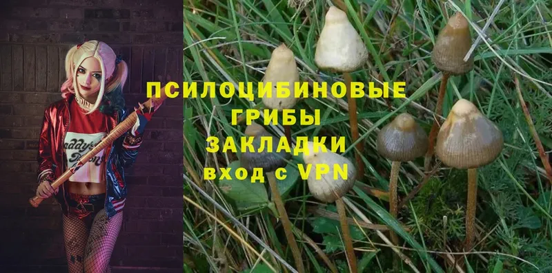 Псилоцибиновые грибы Cubensis  blacksprut зеркало  Короча  даркнет сайт 